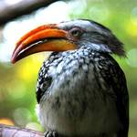 African Yellow Hornbill