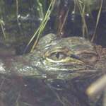 Aligator