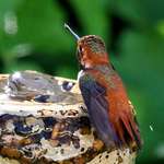 Hummingbird &  water sparkle