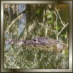Reflecting Gator