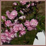 Almond Bush