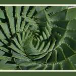 Aloe Polyphylla