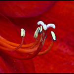 Amaryliss Stamens