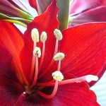 Amaryllis 1