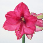 Amaryllis Bloom