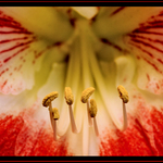 Amaryllis Stamen