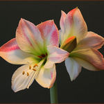 Amaryllis