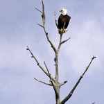 American Bald Eagle