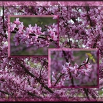 American  Redbud