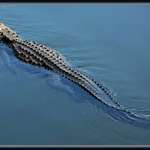 American Alligator in Tamiami Canal, Florida