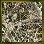 American Alligators in Hiding