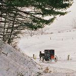 Amish Buggy