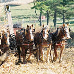 Amish Team in Field