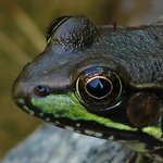 Frog eye