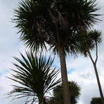Tall Cabbage Tree's