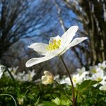 Anemone Magnificat