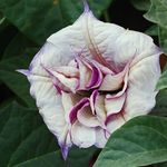 Angel's Trumpet Ballerina