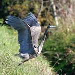 Angel Wings of the Heron