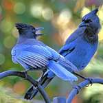 Angry Stellers Jay