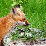Fox Pupp 2