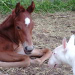 Baby Foal
