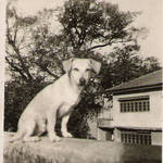 Raja