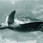 Flying Turtle