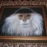 Vietnamese Monkey