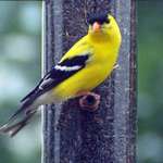 Yellow Finch 2