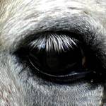 Leaves reflection in eye