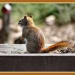 Squirrel