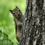 Chipmunk