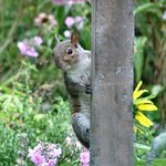 Squirrel