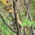 Chippy