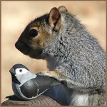 Squirrel