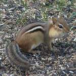 Chippy