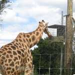 Giraffe 