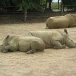 Sun Bathing