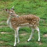 Bambi
