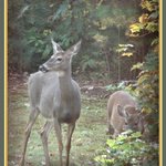 Deer
