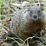 Woodchuck
