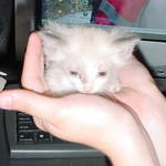 marvin