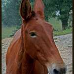 Mule