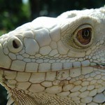 Iguana