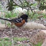 Towhee
