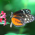 butterfly and flower