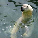 Polar Bear