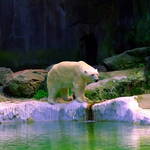 Polar Bear