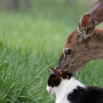 True Friends