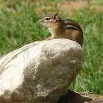 Chippy